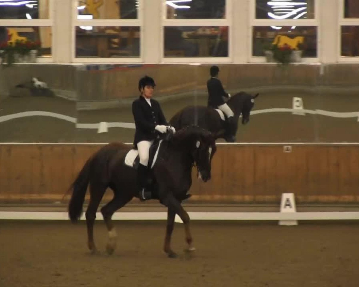 dressage horse Pico 147 (Friese, 1997)