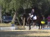 dressage horse Flash 139 (unknown, 1999)