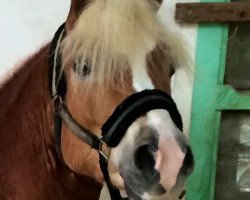 dressage horse Sky (Haflinger, 2008, from Stürmer 6)