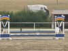 Dressurpferd Daresh Boary Riyco (Welsh-Cob (Sek. D), 1996, von Ilar Bouncing Boy)