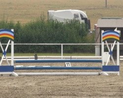 Dressurpferd Daresh Boary Riyco (Welsh-Cob (Sek. D), 1996, von Ilar Bouncing Boy)