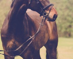 dressage horse Sandokan 291 (Hanoverian, 2008, from Samarant)