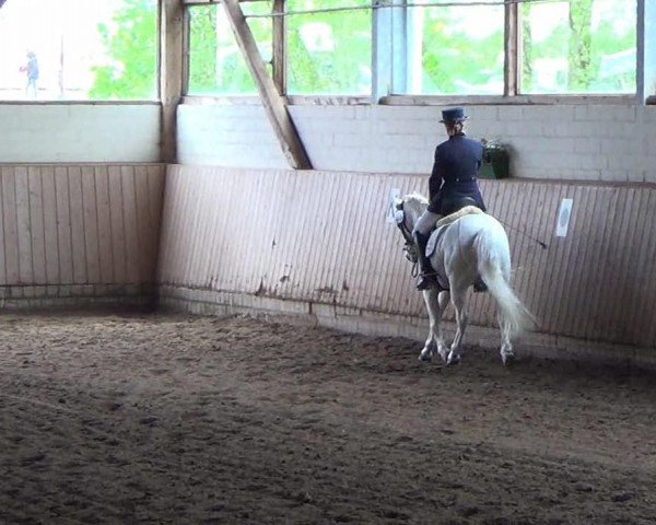 dressage horse George Washingt (Welsh-Pony (Section B), 1999, from Frankenhöhe Golden Monarch)