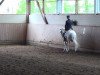 dressage horse George Washingt (Welsh-Pony (Section B), 1999, from Frankenhöhe Golden Monarch)