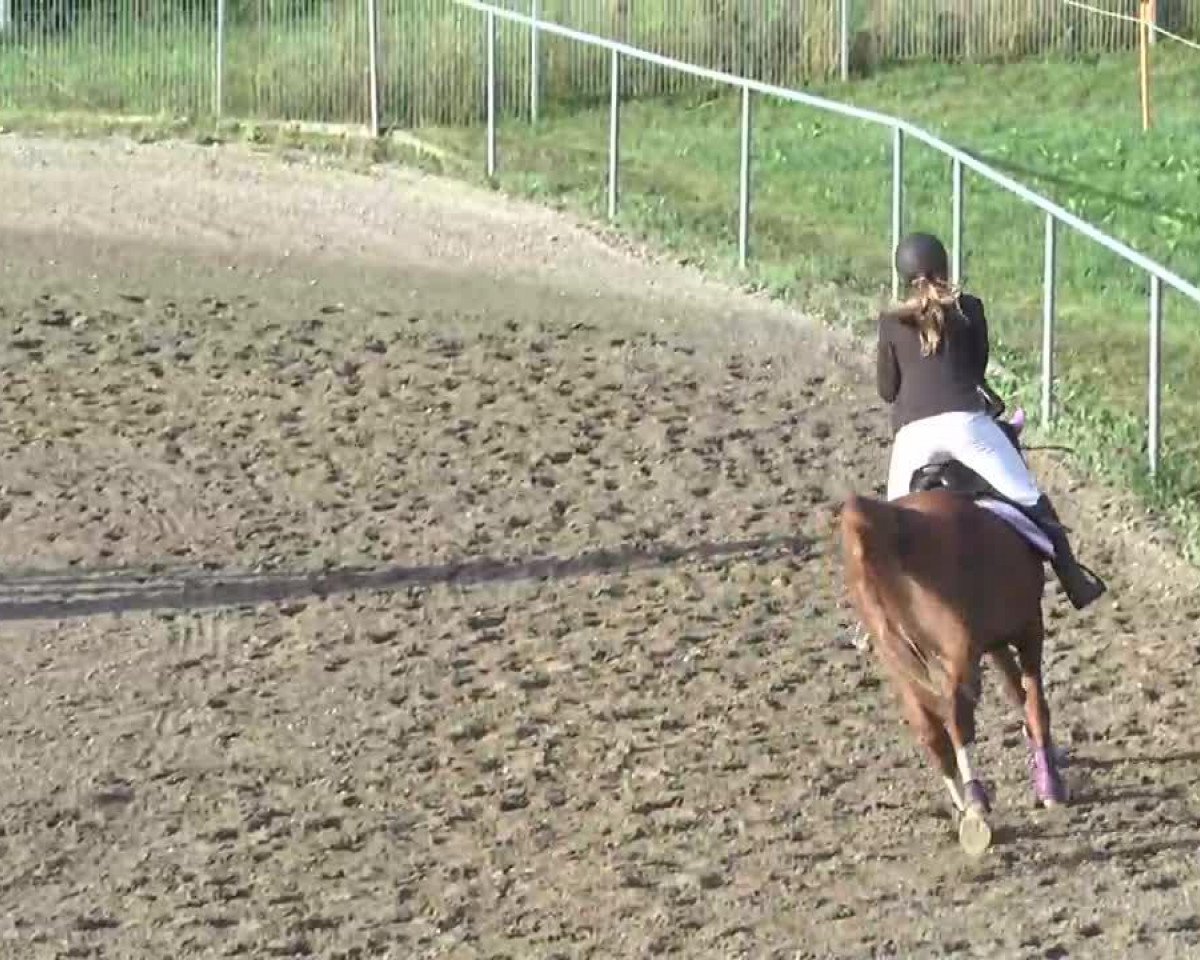 Zuchtstute SCHOENWEILS Bagira (Deutsches Reitpony, 1994, von Dempsy Denny S)