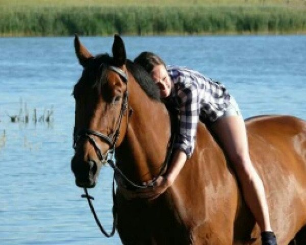 Pferd Laines (Hessisches Warmblut, 2000, von Latouro)