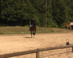 dressage horse Veranus (KWPN (Royal Dutch Sporthorse), 1992, from Verein II)