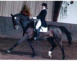 horse Minster 2 (Heavy Warmblood Denmark, 1994, from Manstein)