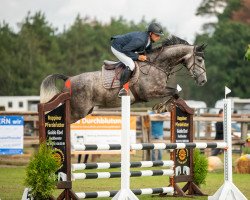 jumper Stakorado PS (Oldenburg show jumper, 2015, from Stakkatol)