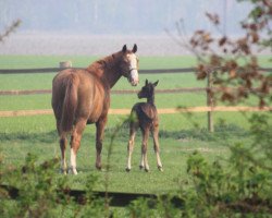 broodmare Ay Kiki (Hanoverian, 1990, from Airport)