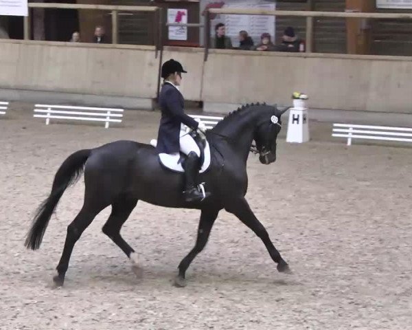 dressage horse Antares 169 (Württemberger, 1998, from Angard)