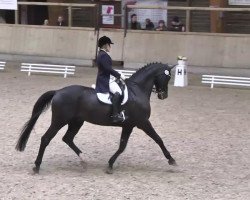 dressage horse Antares 169 (Württemberger, 1998, from Angard)