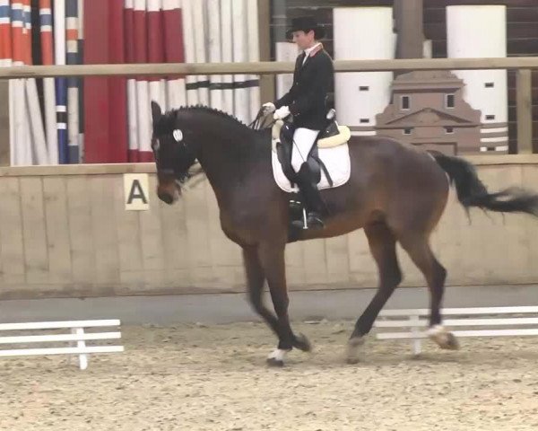 dressage horse Gianto (Württemberger, 1999, from Glorieux)