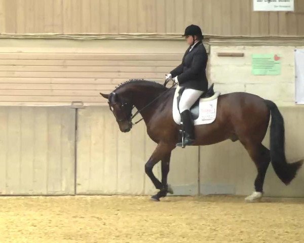 dressage horse Charming HenryF (Württemberger, 1998, from Heraldik xx)