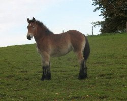 broodmare Meta (Rhenish-German Cold-Blood, 2013, from Markant)