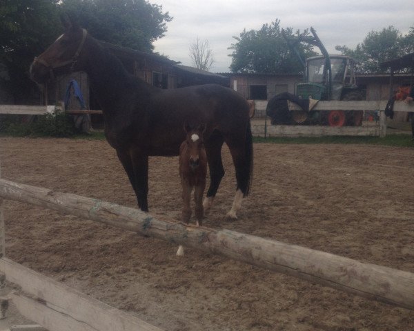 broodmare Adara (Hanoverian, 2003, from Abke 4)