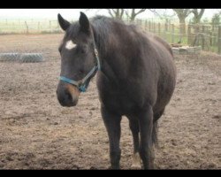 Zuchtstute Ravenna (Hessisches Warmblut, 1988, von Ramalgo Z)