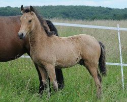 dressage horse WES Don Delio (German Riding Pony, 2010, from Dior)