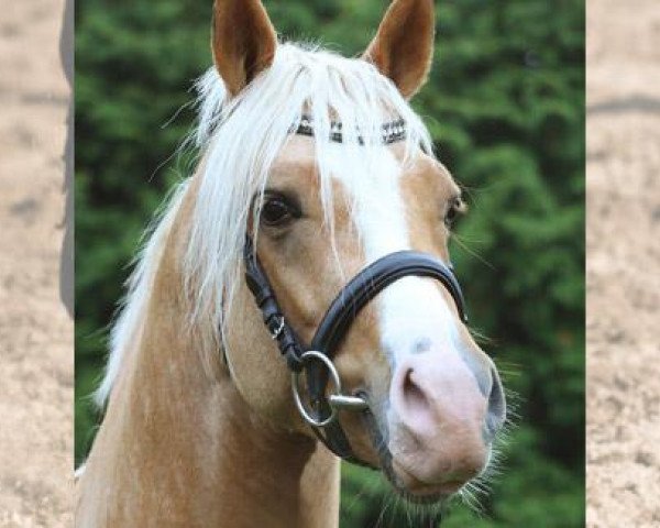 stallion Diamantenglanz AT (German Riding Pony, 2010, from Dip Beat)