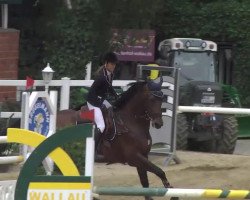 Deckhengst Rooney 20 (Belgisches Warmblut, 2004, von Darco)