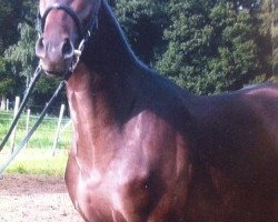 dressage horse Quintano El Ganador (Holsteiner, 2008, from Quantum)