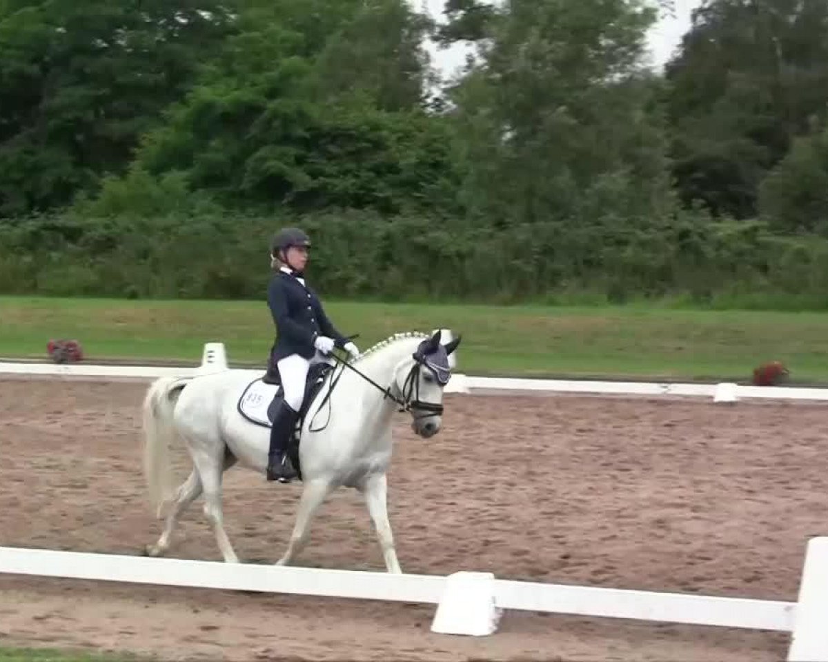 Dressurpferd Pieter Pan (Deutsches Reitpony, 1994, von Magareteau Beau Nash GH)