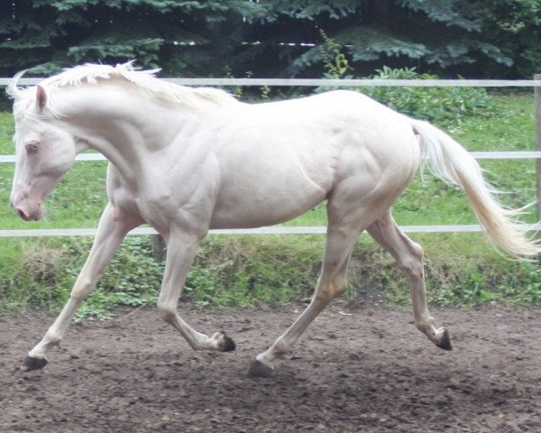 stallion Goldmaker xx (Thoroughbred, 2008, from Rff The Alchemist xx)