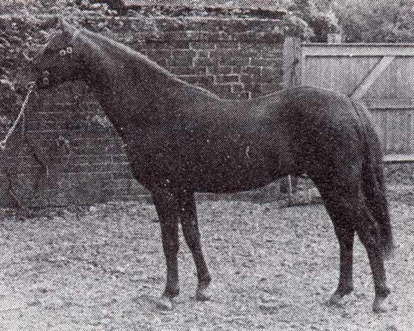 Deckhengst Pendley Gavotte (Welsh Partbred, 1976, von Enstone Artist)