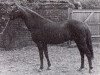 stallion Pendley Gavotte (Welsh Partbred, 1976, from Enstone Artist)