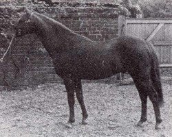 stallion Pendley Gavotte (Welsh Partbred, 1976, from Enstone Artist)