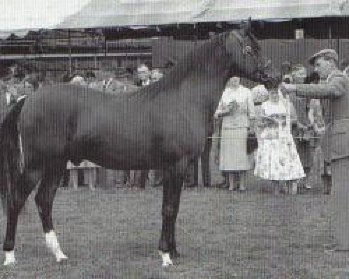 stallion Samson ox (Arabian purebred, 1954, from Count Dorsaz ox)