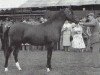 stallion Samson ox (Arabian thoroughbred, 1954, from Count Dorsaz ox)