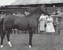 stallion Samson ox (Arabian thoroughbred, 1954, from Count Dorsaz ox)