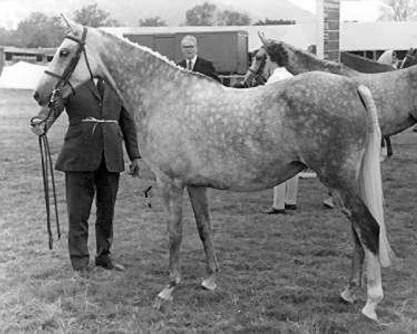 broodmare Cusop Destiny (British Riding Pony, 1968, from Bwlch Valentino)