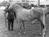 Zuchtstute Cusop Destiny (British Riding Pony, 1968, von Bwlch Valentino)