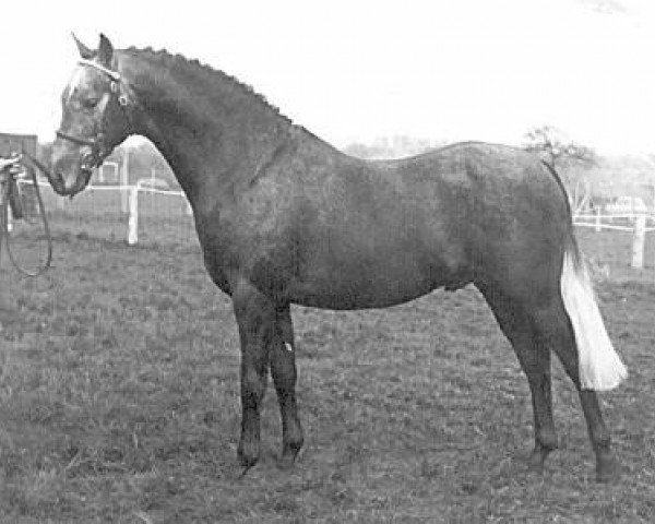stallion Cusop Flamingo (British Riding Pony, 1966, from Bwlch Valentino)