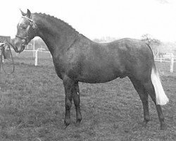 Deckhengst Cusop Flamingo (British Riding Pony, 1966, von Bwlch Valentino)