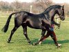 stallion Cusop Disciplin (British Riding Pony, 1978, from Cusop Flamingo)