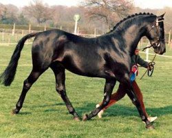 Deckhengst Cusop Disciplin (British Riding Pony, 1978, von Cusop Flamingo)