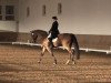 dressage horse Le Prince S (Zweibrücken, 1996, from Lord Nobel S)