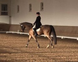 dressage horse Le Prince S (Zweibrücken, 1996, from Lord Nobel S)