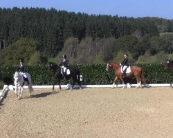 dressage horse Raudi 52 (German Riding Pony, 1993, from Ramon)