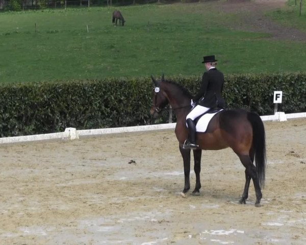 dressage horse Henry Moore (Rhinelander, 1994, from Hurrikan)