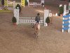 jumper Grisu (German Riding Pony, 1998, from FS Golden Moonlight)