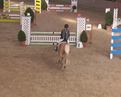 jumper Grisu (German Riding Pony, 1998, from FS Golden Moonlight)