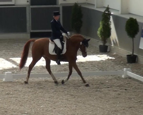 Dressurpferd Dornick K (Deutsches Reitpony, 1996, von Dornik B)