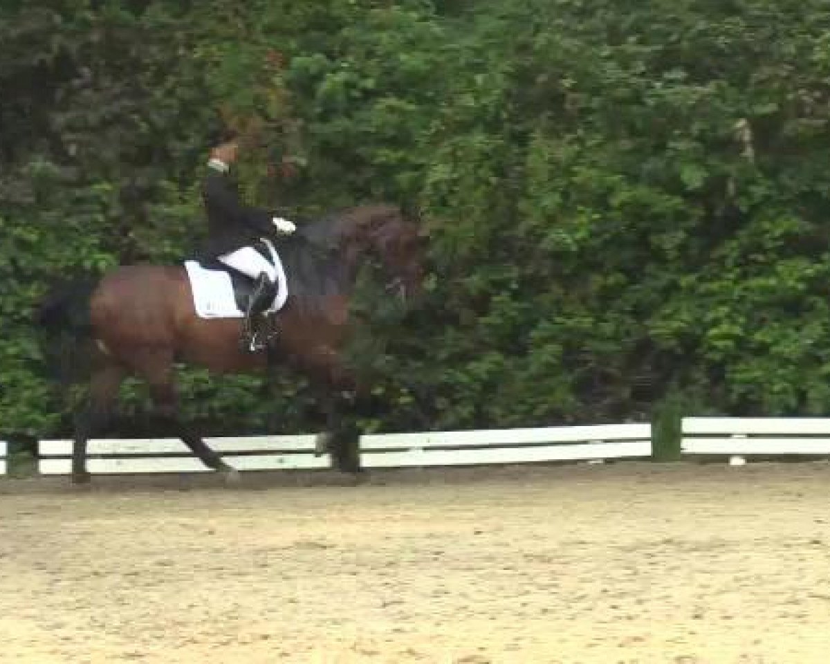 dressage horse Finnigan's Flake (Rhinelander, 1998, from Fidermark)