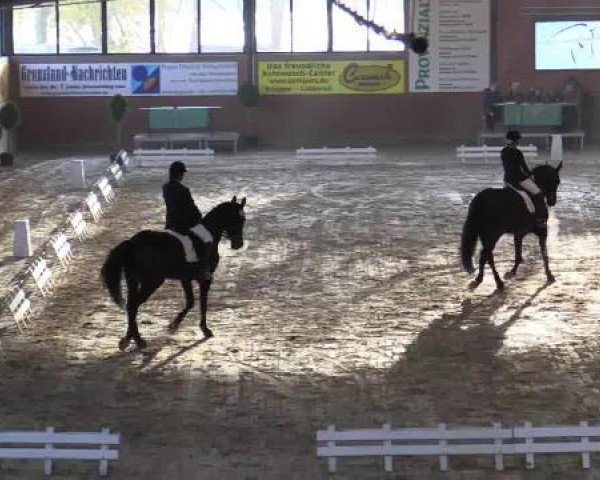 dressage horse Duenna 7 (Rhinelander, 1996, from Dunhill H)