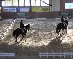 dressage horse Duenna 7 (Rhinelander, 1996, from Dunhill H)