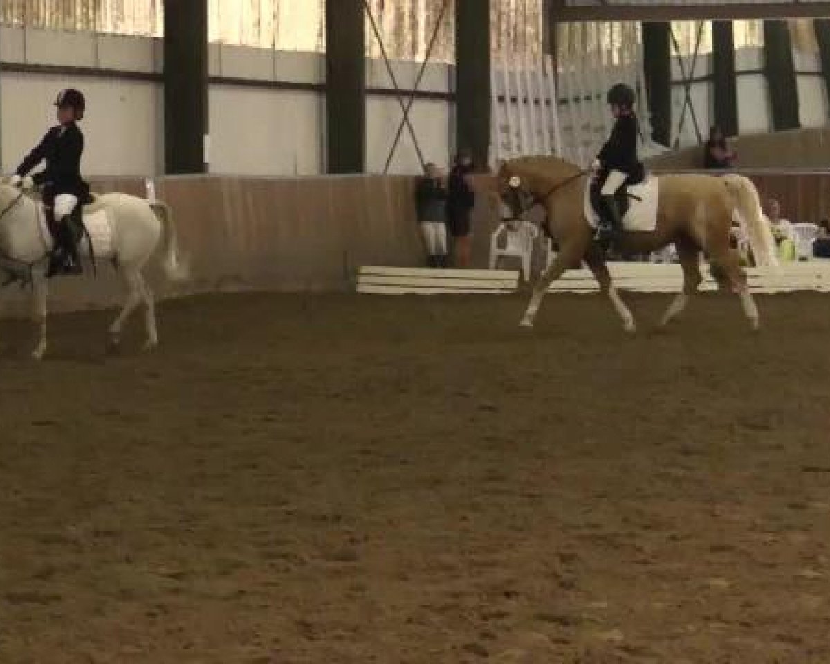 horse Neda (German Riding Pony, 1992, from New Star)